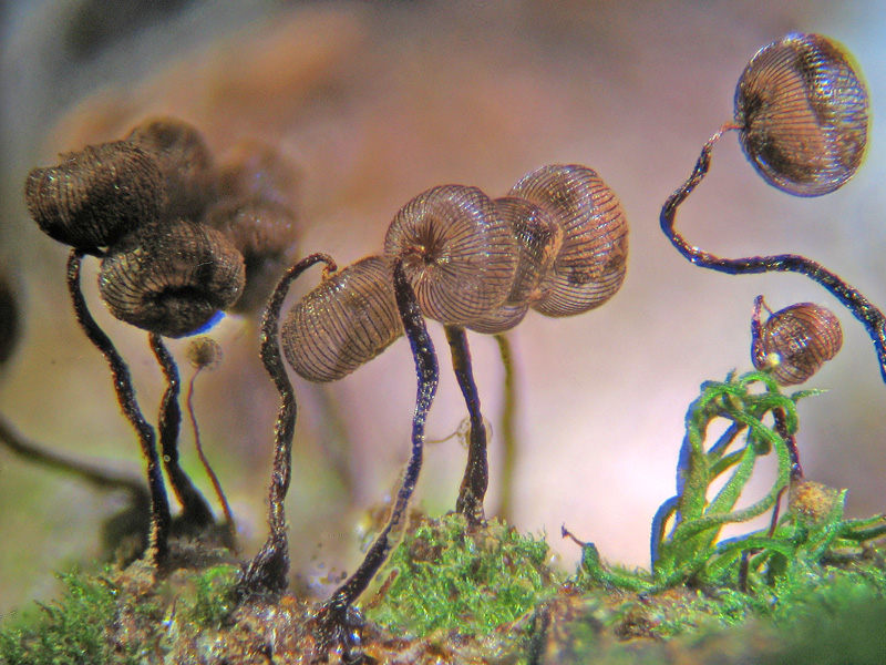 Dictidyum cancellatum